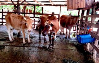 Fotos de los trabajos realizados en fincas en el marco del proyecto. Se ven dos vacas en un establo.