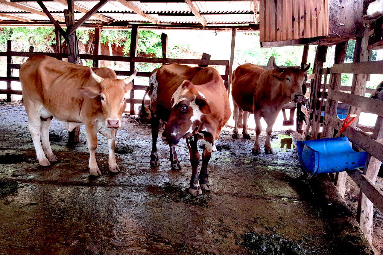 Incorporación de buenas prácticas agropecuarias en fincas productoras de  lácteos y derivados asociadas de Coopepuriscal R.L. para la adaptación al  cambio climático – Fundecooperación